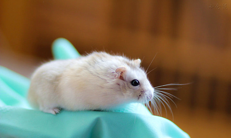 怎么养出胖胖的仓鼠,怎么才能把仓鼠养得胖胖的