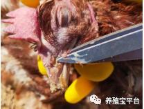 蛋鸡鼻炎跟温和型流感的区别,蛋鸡禽流感与鼻炎的区别