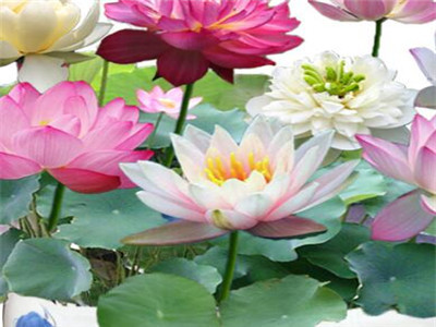 睡莲怎么种,盆养睡莲几天换一次水