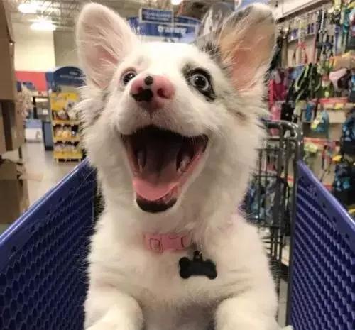 狗狗咧嘴是开心吗,狗狗一打它就咧嘴呲牙很凶怎么办