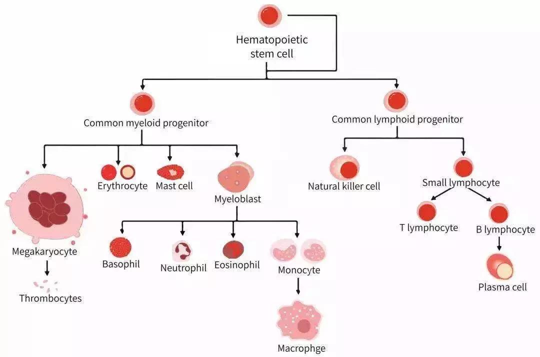 看了科普视频感想,免疫学科普视频