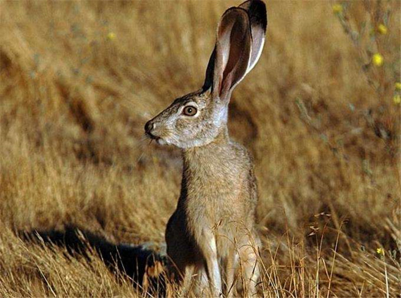 野兔挖洞能挖多深多远,纯野外的野兔打洞吗
