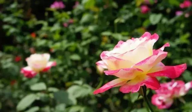 每天学习一点点各种花代表的花语,每天学习一朵花知识