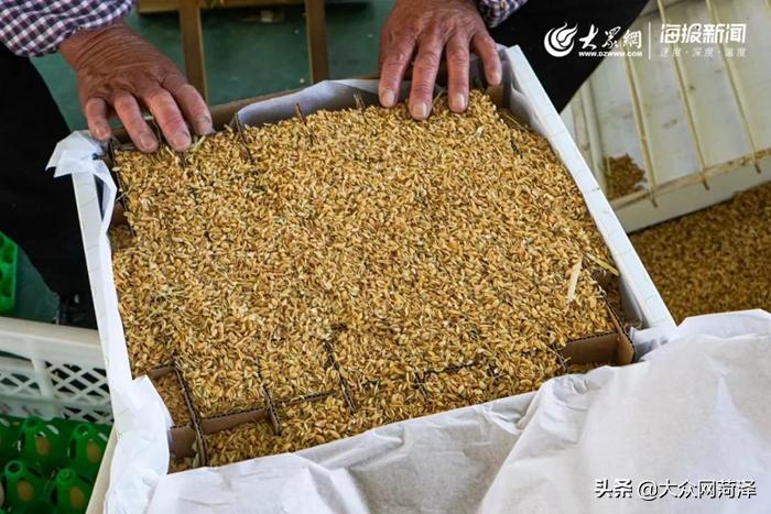 1元微力量捐款到武汉|30枚爱心鲜鸡蛋26.8元,顺丰包邮到家