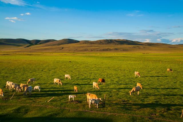 用骨头拼成的工艺品,用骨头做的蒙古艺术