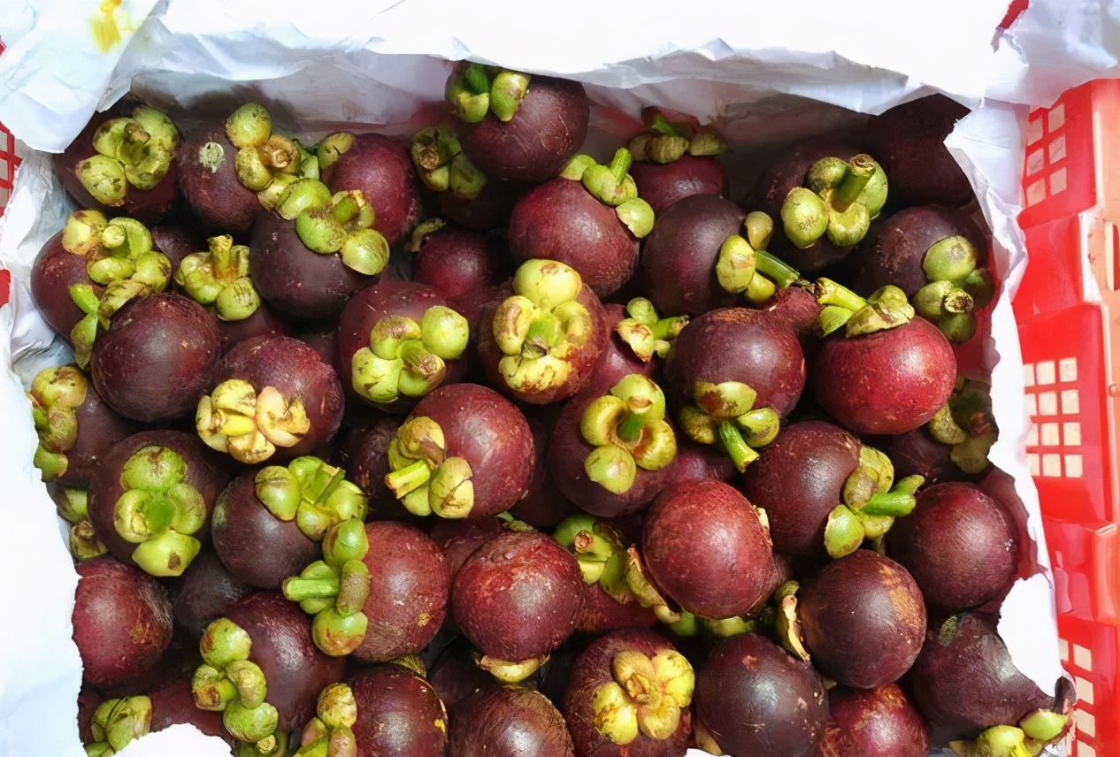 如何选到鲜甜山竹,怎样挑山竹山竹又甜又好吃皮薄