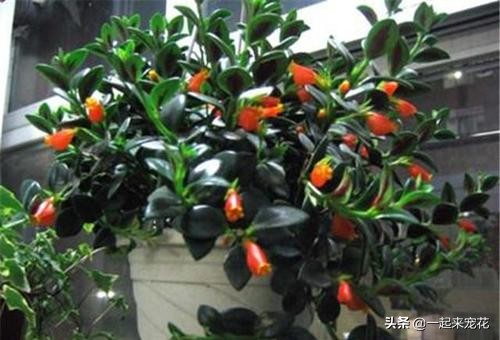 金鱼吊兰什么时候开花不能移植,金鱼吊兰很多花苞怎么就不开花