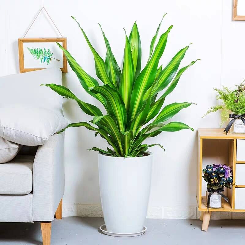 适合阳光暴晒的观叶绿植,适合室内养的高端观叶绿植