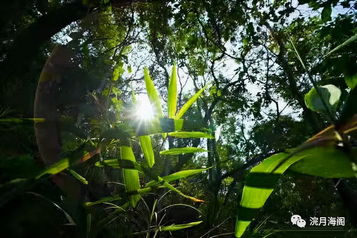 六大茶山是哪六个,六大茶山为什么茶那么好