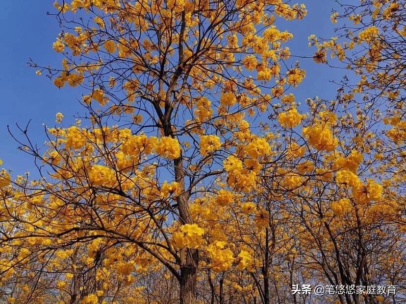 5分钟消除疫情焦虑,随时随地都可以做的意象沙游太简单有效啦!