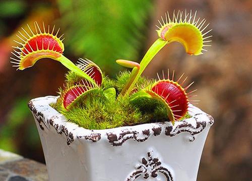 养什么植物能驱赶蚊子苍蝇,家里养盆栽会有小蚊子吗