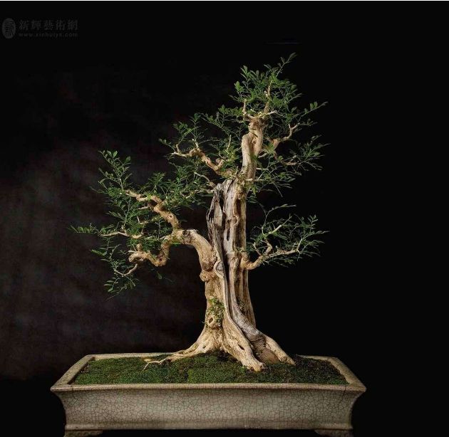 种花槽的九里香怎样养,养九里香的技巧视频