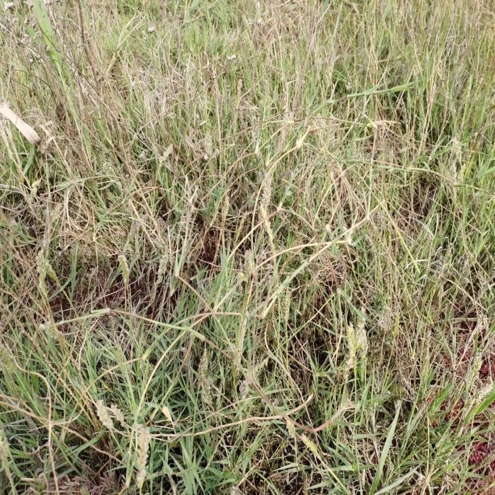 适合山东地区种植的珍稀树种,十种常见观赏草有哪些