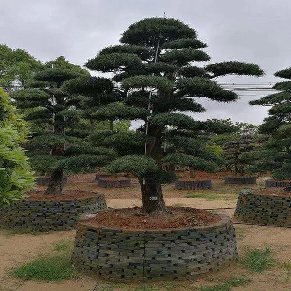 苗木造型树行情,造型树精品苗木