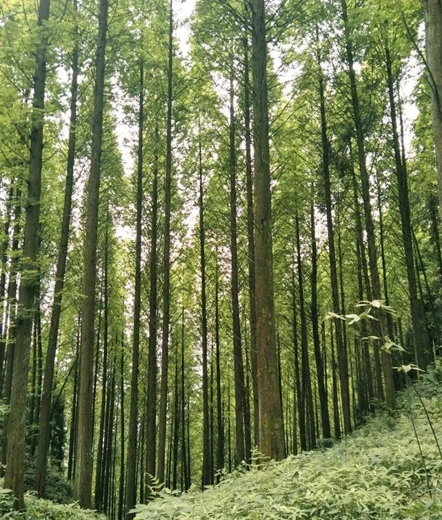 1h飚拢！千年银杏、云海星空、木屋烧烤……这条路线9……