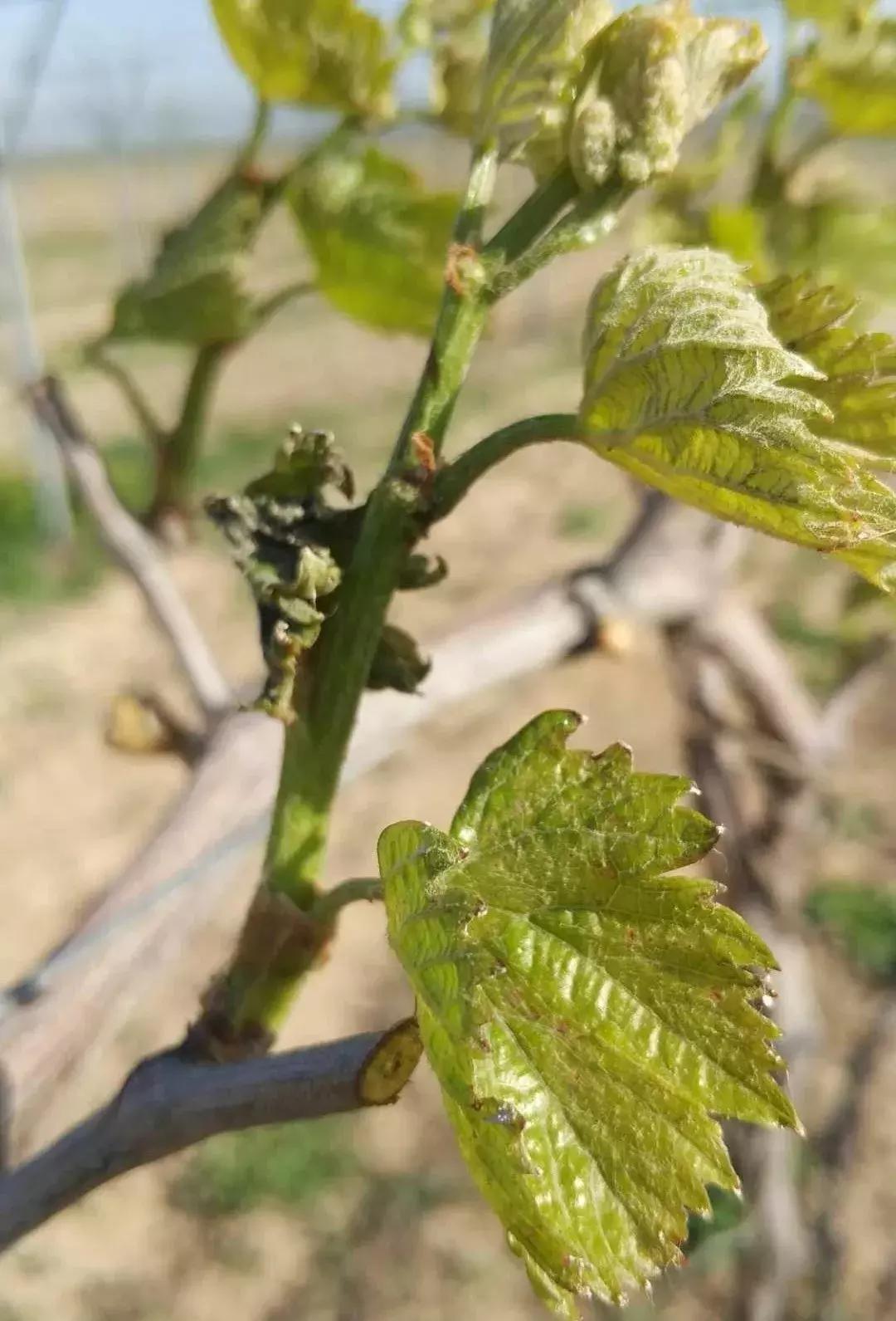 吐鲁番葡萄冬季易受低温冻害,葡萄萌芽在几度容易发生冻害