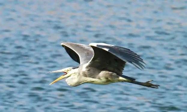 阎良最美石川河,阎良石川河秋日美景