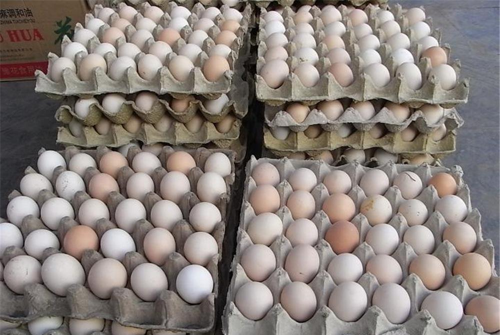9月21日蛋价｜多地下跌，蛋禽生产旺季将临，近期蛋价易跌难涨