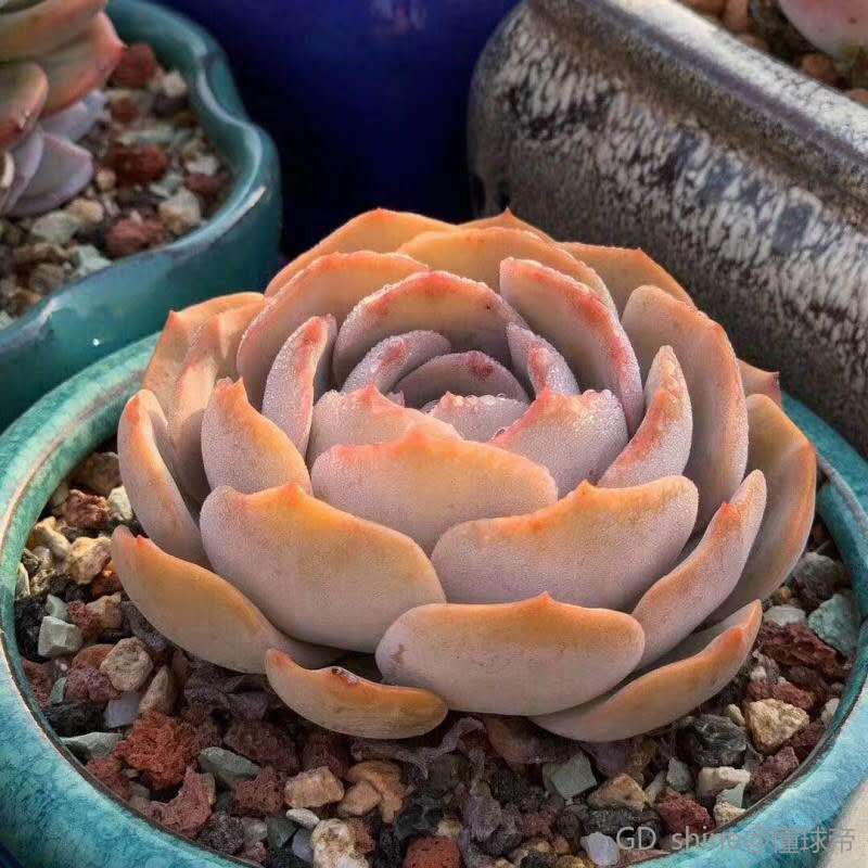 官宣足球场,关于足球场的官宣照片