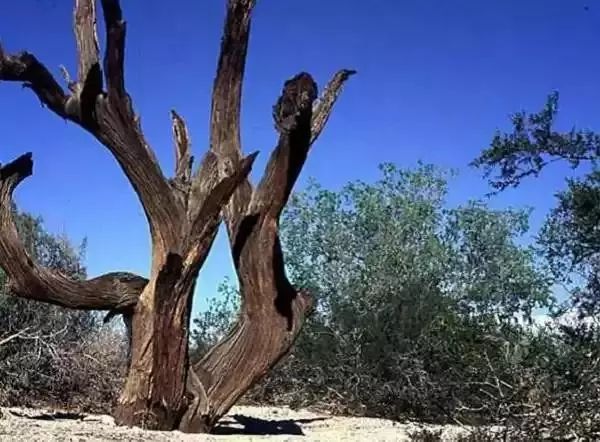 这东西车出来的珠子，确定能玩儿吗？