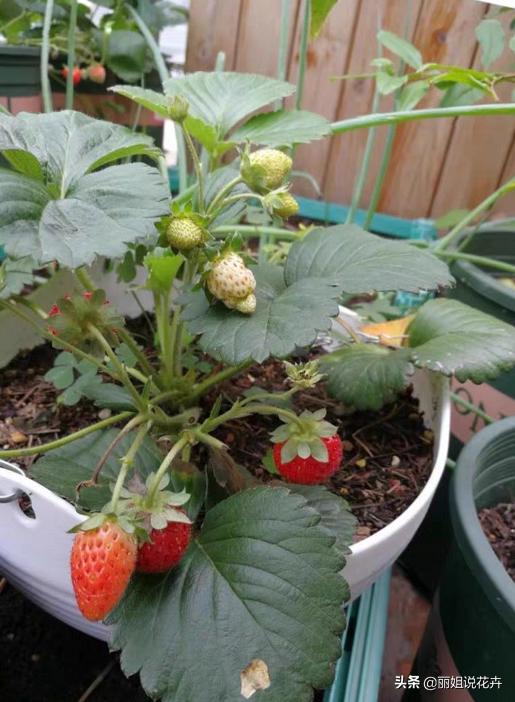 丽姐说花卉教程,丽姐讲草莓种植技术