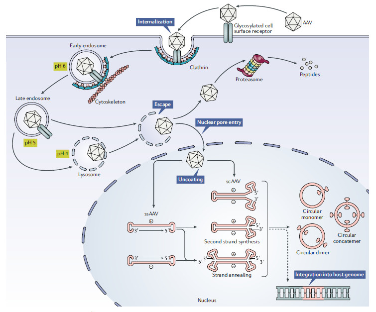 中国基因治疗发展概况,中国基因治疗发展