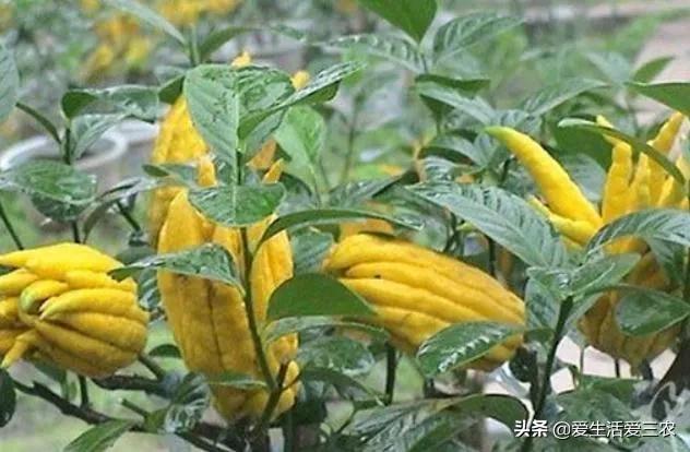 佛手柑种植新政策,佛手柑一亩种植成本