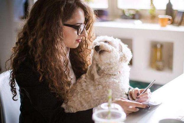 比熊犬的这6大缺点,比熊犬容易出现哪些问题