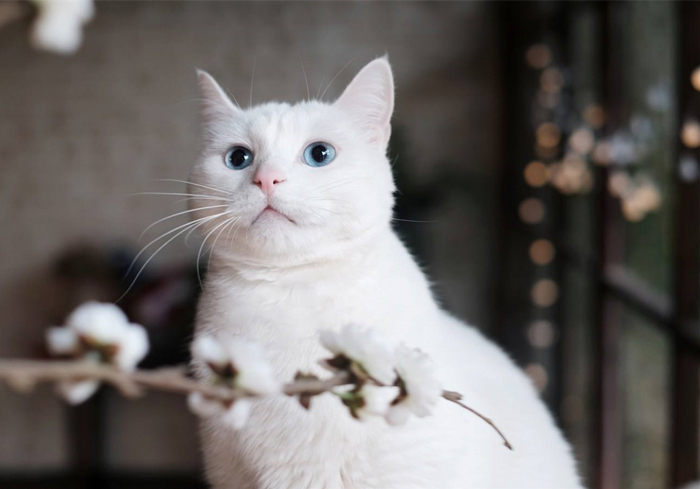 田园猫还有纯血统吗,田园猫真的很高冷吗