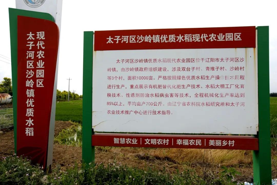 津门网金熙男：最美的稻田