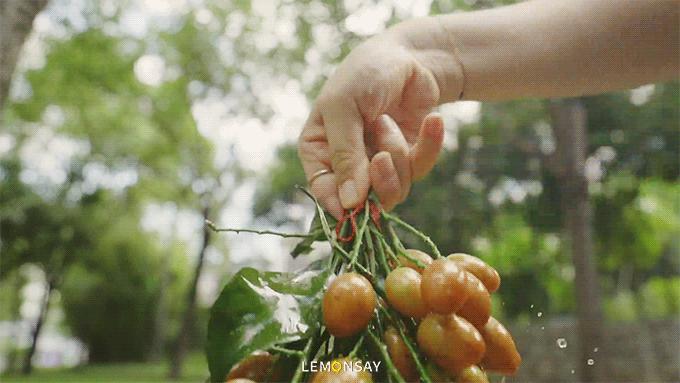 为什么黄皮火了,抖音上最火的黄皮