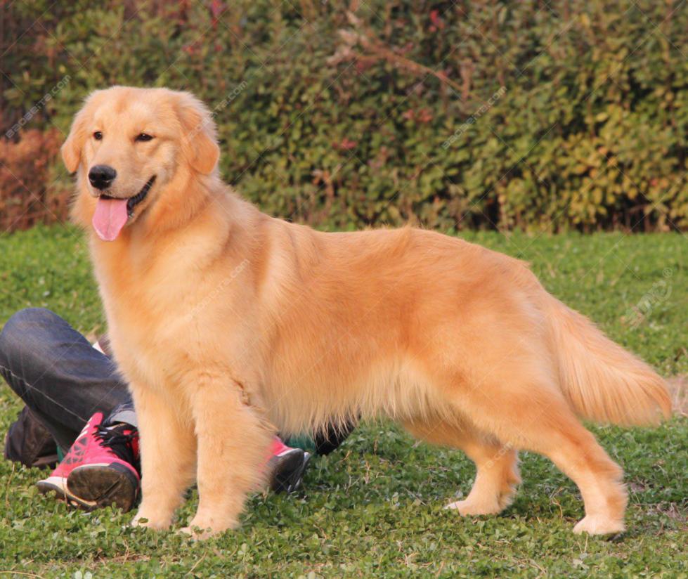 金毛犬的习性,金毛犬的祖先是什么犬
