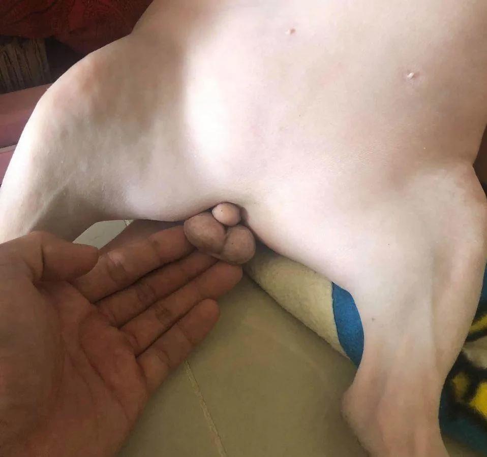 给狗拔牙视频金毛,金毛狗狗拔牙