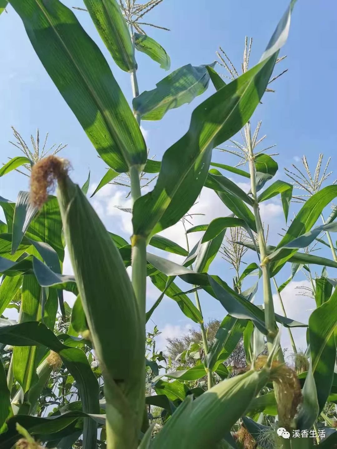 西溪南古村落惬意慢生活,徽州西溪南生活