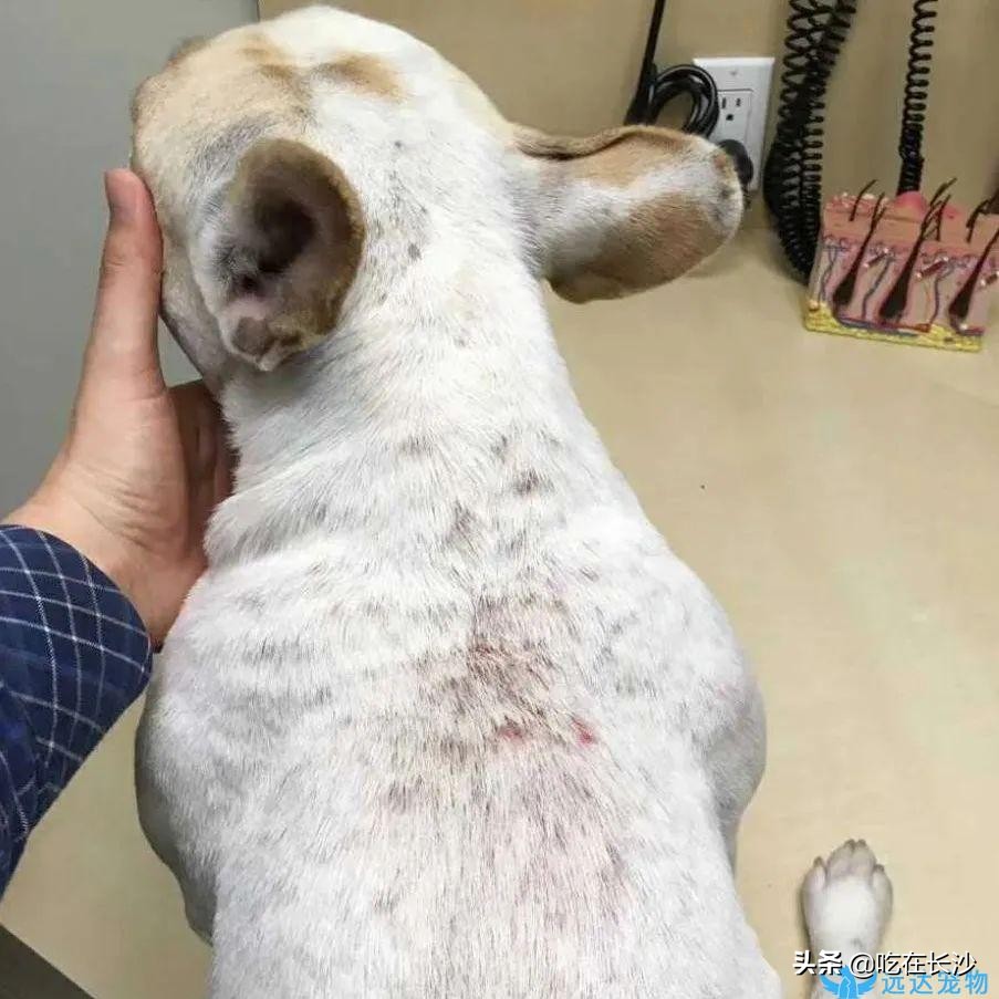 猫猫体内驱虫和体外驱虫多久一次,宠物驱虫体外教程