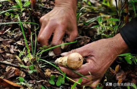 50吨冬虫夏草多少钱,冬虫夏草亩产多少