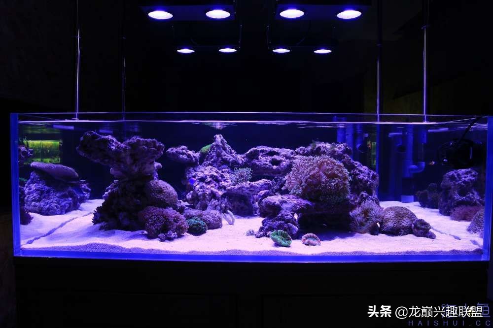 从零开始玩海缸的方法,从零开始玩海缸全过程