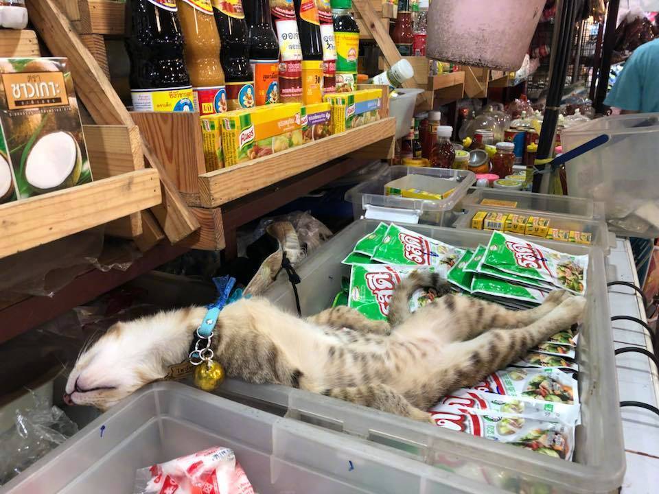 招财猫只吃肉不吃鱼饲料,招财猫很活跃就是不开口