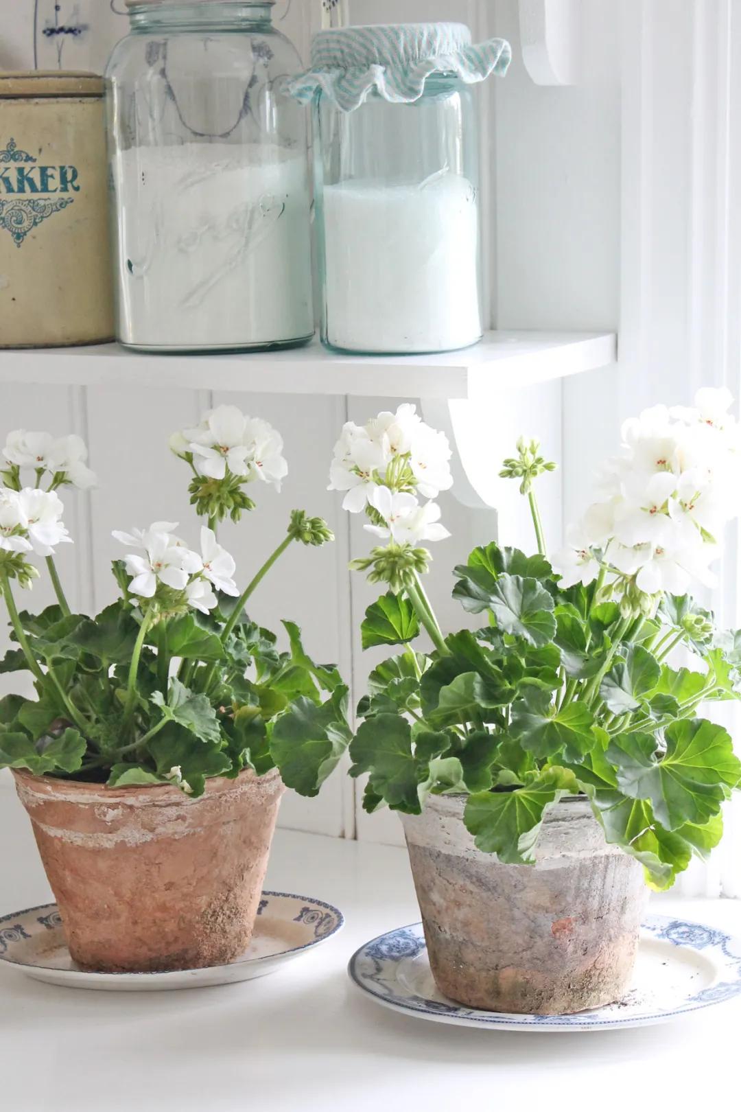 垂吊天竺葵哪些品种容易爆花,天竺葵羊宝和糖果双色哪个更爆花