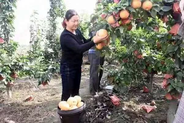 【一乡一品振兴路】近德固乡:晚秋黄梨结出致富“金疙瘩”