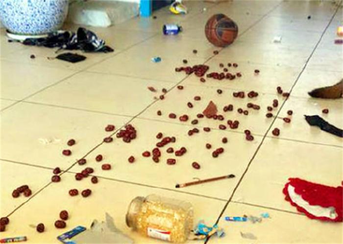 一岁的萨摩耶老是拆家怎么办,6个月的萨摩耶还能接受主人吗