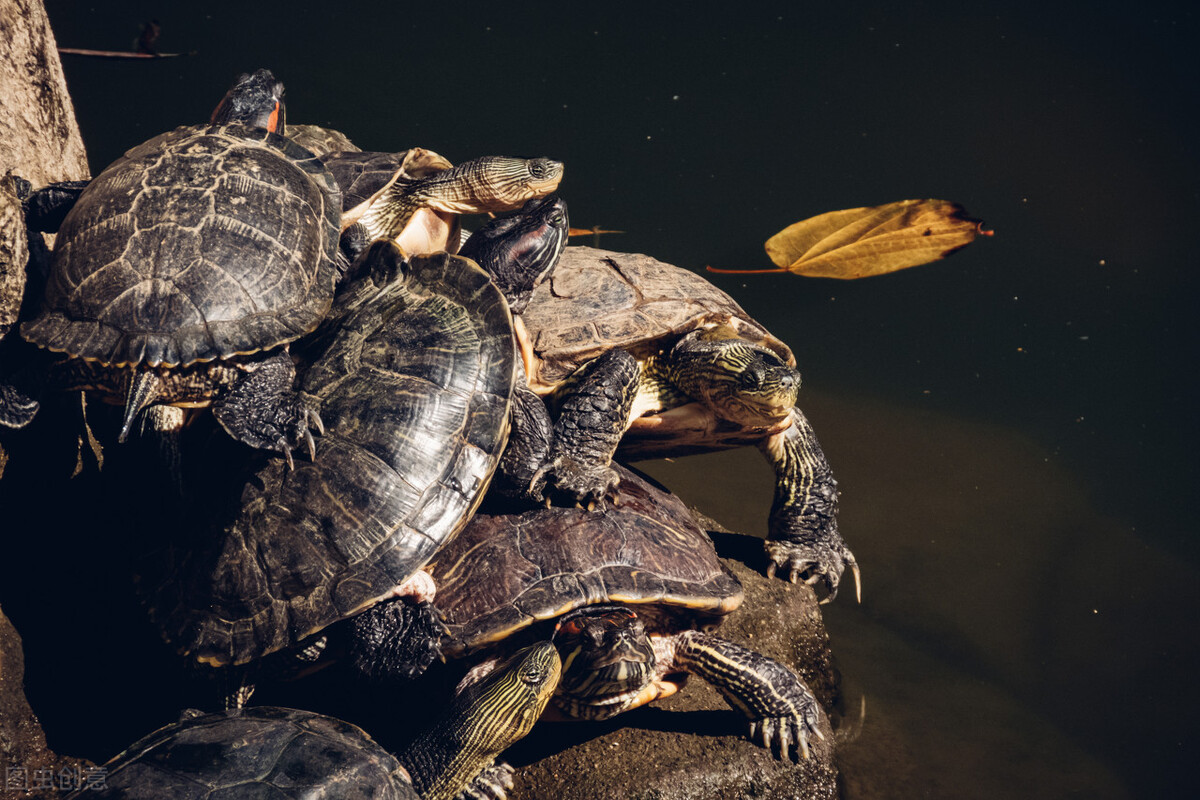 巴西乌龟冬眠结束后怎么处理,轻微腐皮的乌龟能不能冬眠