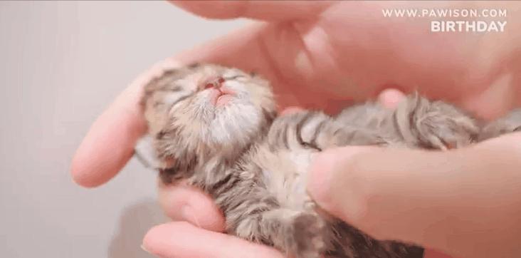 国家一级保护野生猫,国家一级保护哺乳动物名单