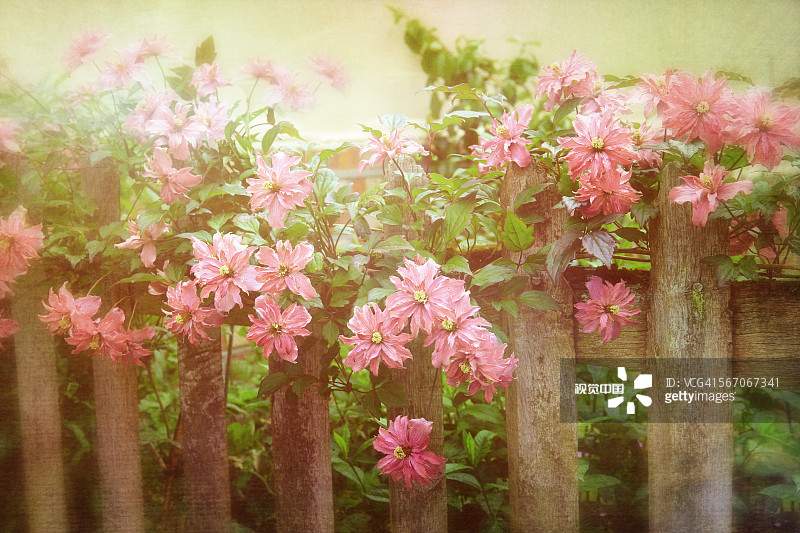 6种美好的花儿，陪你走过整个夏天的各个节气