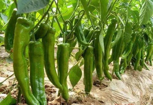 辣椒最好的品种是哪些品种,适宜海南种植的辣椒品种