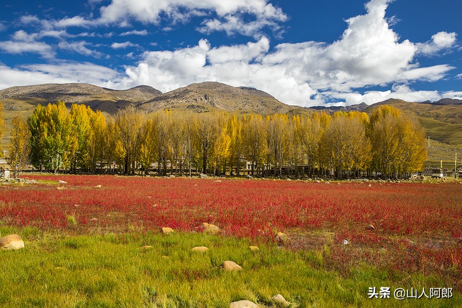 宸濊タ楂樺師澶ц崏鍘熺殑璺笂鐓х墖,闈掕棌楂樺師涓婄殑鑽夊師闆北椋庢櫙