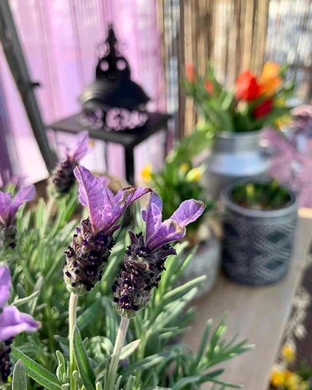 【ROSECASSOU花语笔记】薰衣草