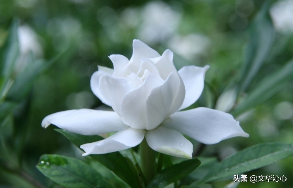 每日原创诗词一首,每日成诗