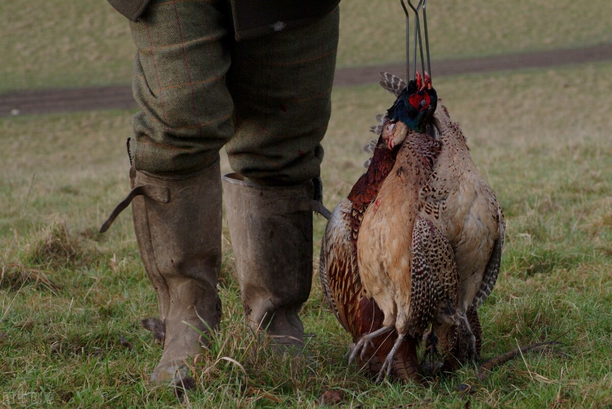 92岁深山老猎人，下得一手好套子，老虎沟里专套狍子和野猪