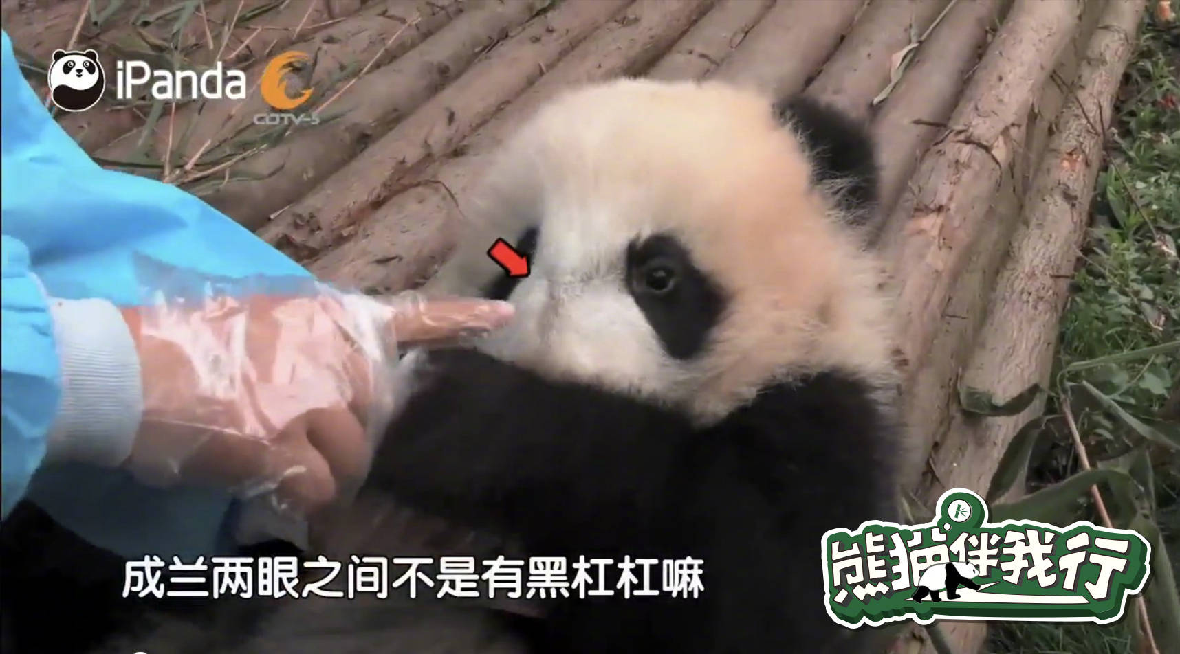 好看的熊头像,好看的熊娃娃